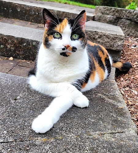 Entry image for Isis. Clicking this image will show a larger photo