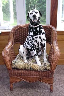 Entry image for Merlin. Clicking this image will show a larger photo