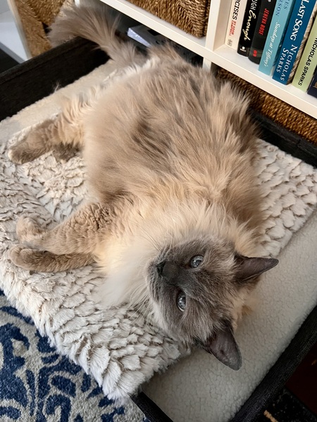 Entry image for Bella. Clicking this image will show a larger photo