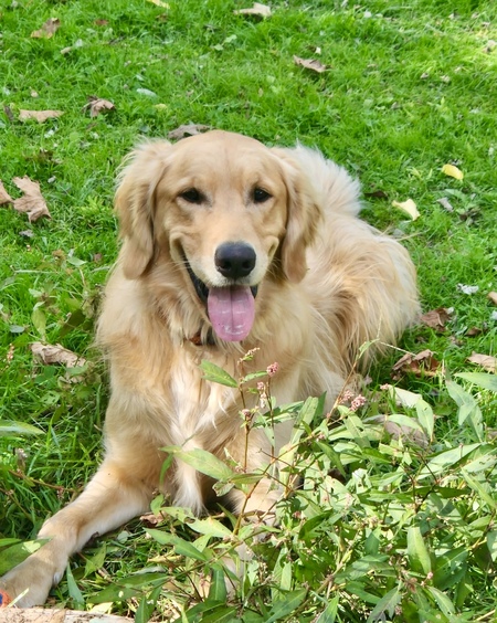 Entry image for Finley. Clicking this image will show a larger photo