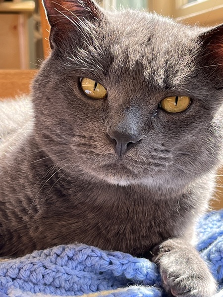 Entry image for Chubbs. Clicking this image will show a larger photo