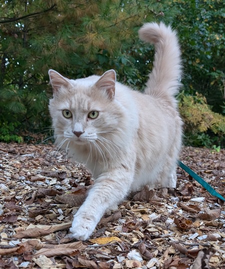 Entry image for Rambi. Clicking this image will show a larger photo