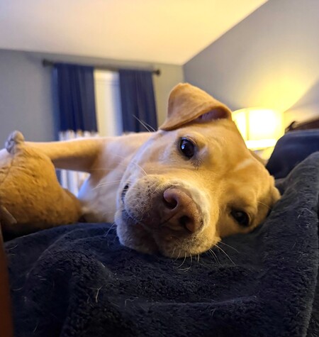 Entry image for Otis. Clicking this image will show a larger photo