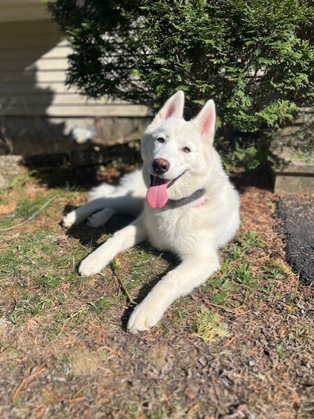 Entry image for Nova. Clicking this image will show a larger photo