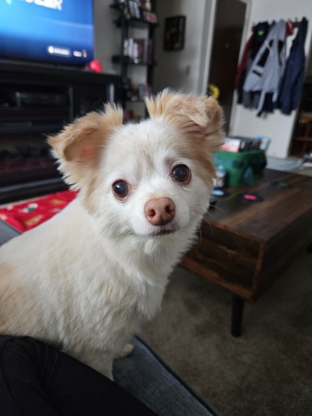 Entry image for Angel. Clicking this image will show a larger photo