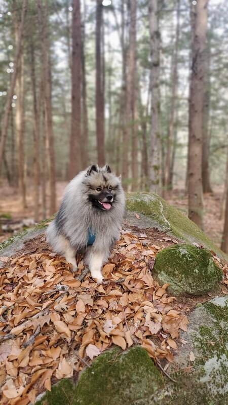 Entry image for Tiber. Clicking this image will show a larger photo