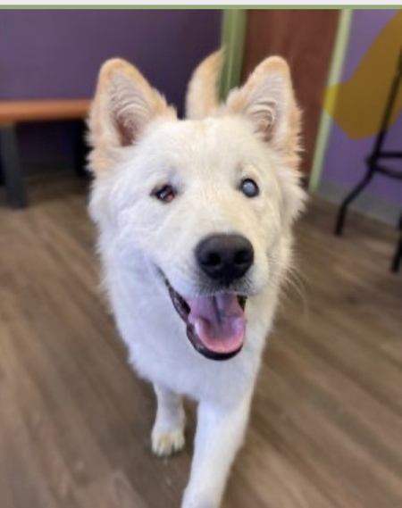 Entry image for Merlin. Clicking this image will show a larger photo