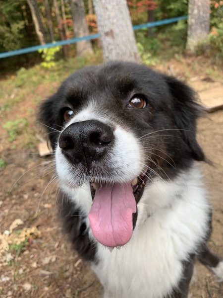 Entry image for Bradlee. Clicking this image will show a larger photo