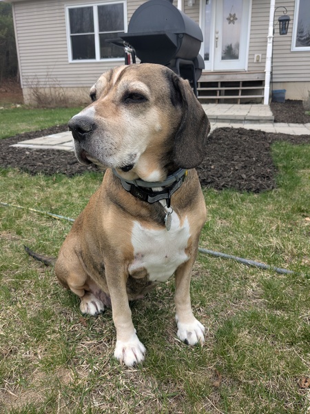 Entry image for Nova . Clicking this image will show a larger photo