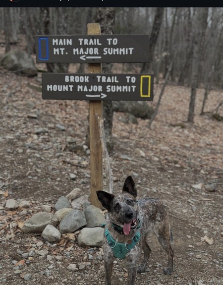 Entry image for Mallow. Clicking this image will show a larger photo