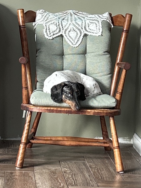 Entry image for Odie. Clicking this image will show a larger photo