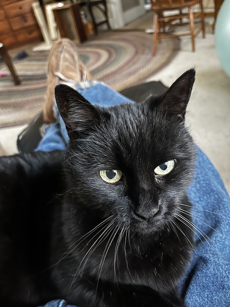 Entry image for Molly. Clicking this image will show a larger photo