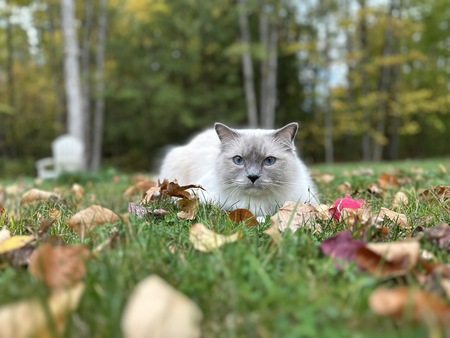 Entry image for Louie Gosselin . Clicking this image will show a larger photo