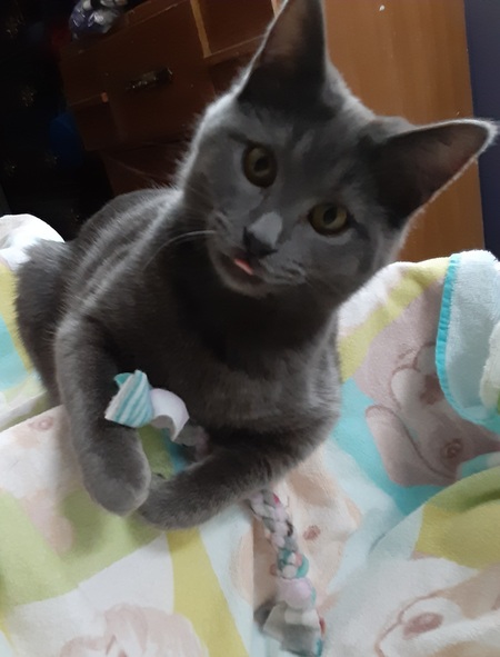 Entry image for Ozzy. Clicking this image will show a larger photo