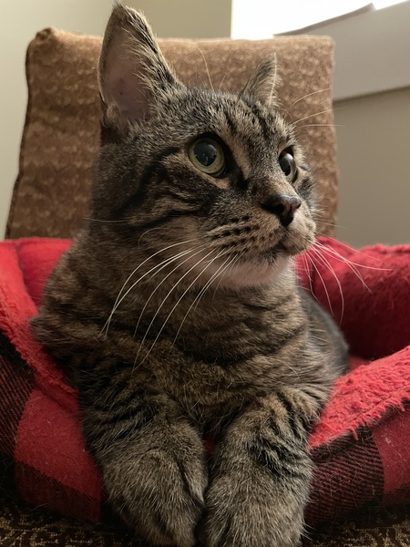 Entry image for Bobo. Clicking this image will show a larger photo