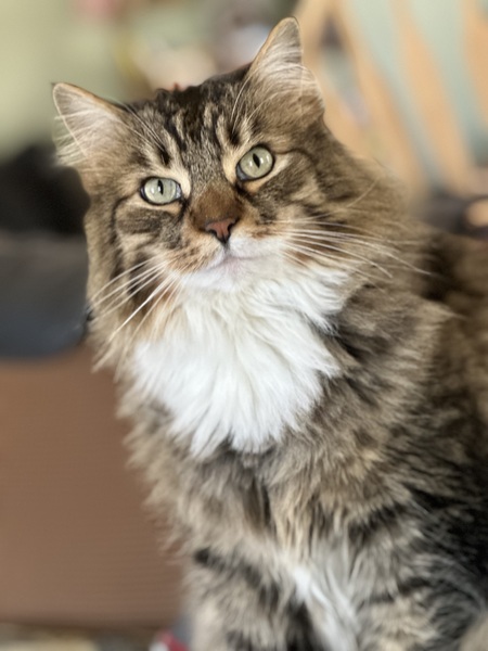 Entry image for Gus. Clicking this image will show a larger photo