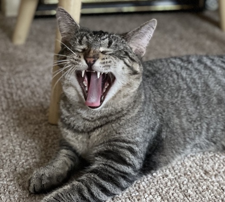 Entry image for Striper. Clicking this image will show a larger photo