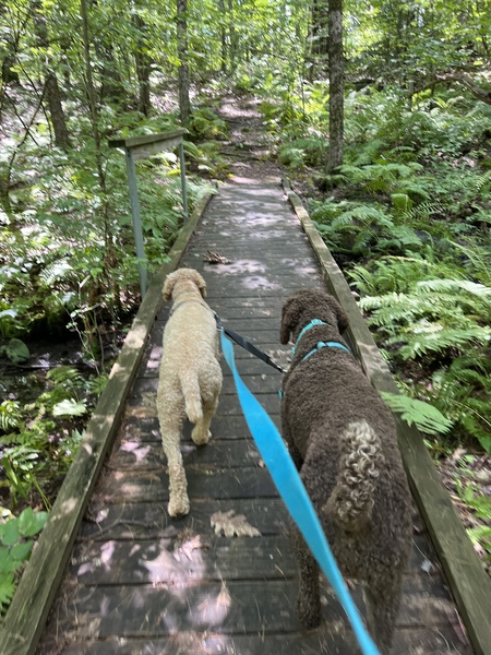 Entry image for Cody (left) Jolene (right). Clicking this image will show a larger photo