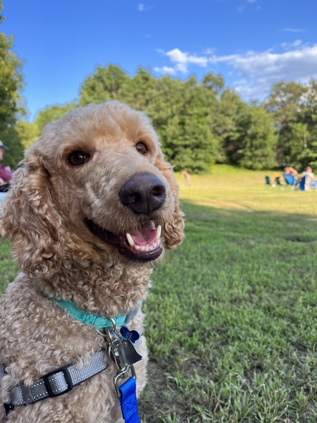 Entry image for Cody. Clicking this image will show a larger photo