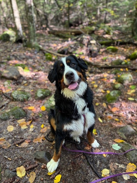 Entry image for Lucy. Clicking this image will show a larger photo