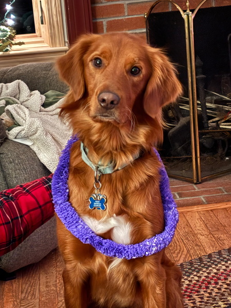 Entry image for Huck. Clicking this image will show a larger photo