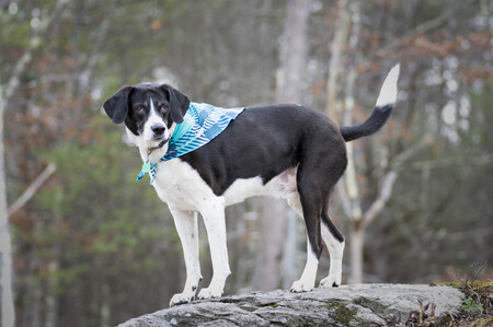 Entry image for Benny. Clicking this image will show a larger photo