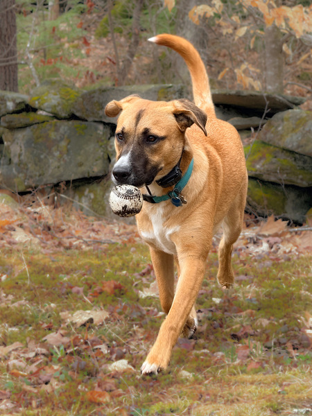 Entry image for Bodie. Clicking this image will show a larger photo
