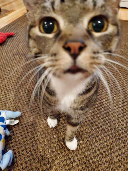 Entry image for Jaspurr . Clicking this image will show a larger photo