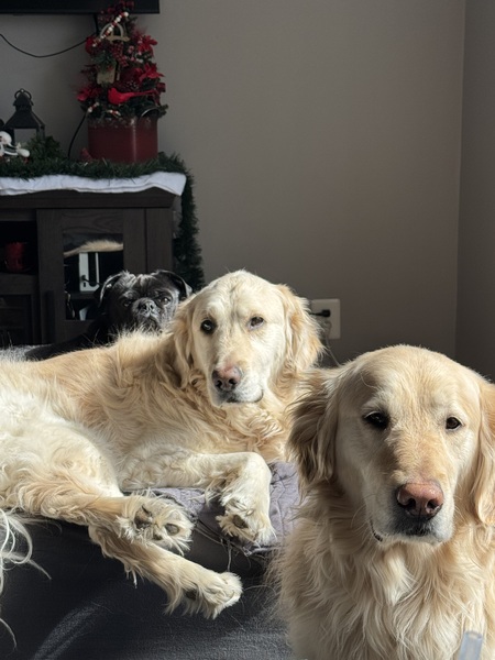 Entry image for Ollie, Benny, Sammy. Clicking this image will show a larger photo