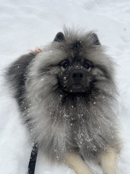 Entry image for Koda. Clicking this image will show a larger photo