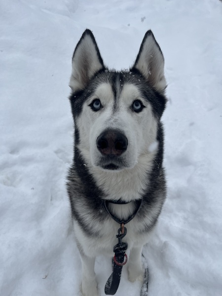 Entry image for Denali. Clicking this image will show a larger photo