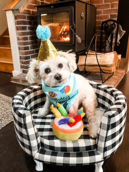 Entry image for Teddy. Clicking this image will show a larger photo