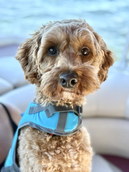 Entry image for Augusta Woods (Auggie). Clicking this image will show a larger photo