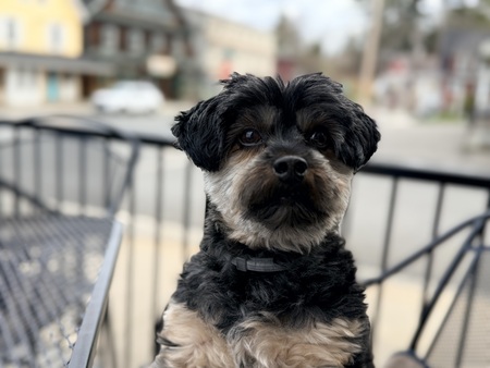 Entry image for Milo. Clicking this image will show a larger photo