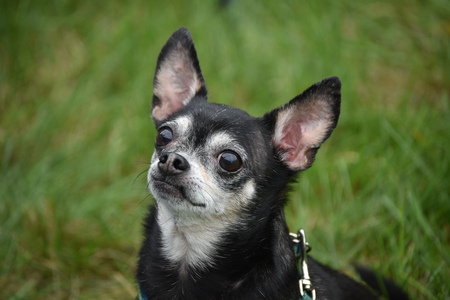 Entry image for Jake. Clicking this image will show a larger photo