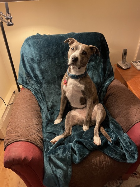 Entry image for Lulu. Clicking this image will show a larger photo