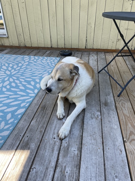 Entry image for Marley. Clicking this image will show a larger photo