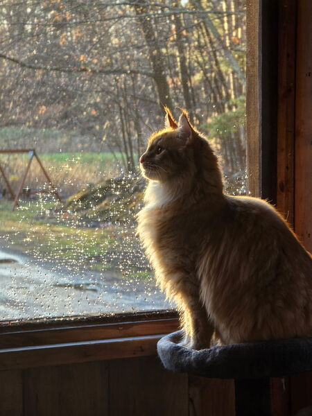 Entry image for Boone. Clicking this image will show a larger photo