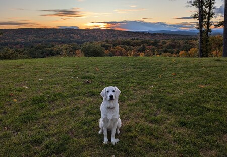 Entry image for Bailey. Clicking this image will show a larger photo