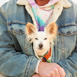 Entry image for Rusty