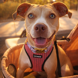 Entry image for Briar Moira Rose