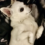 Entry image for Little Rocky
