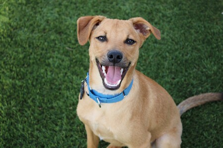 Entry image for Joey. Clicking this image will show a larger photo
