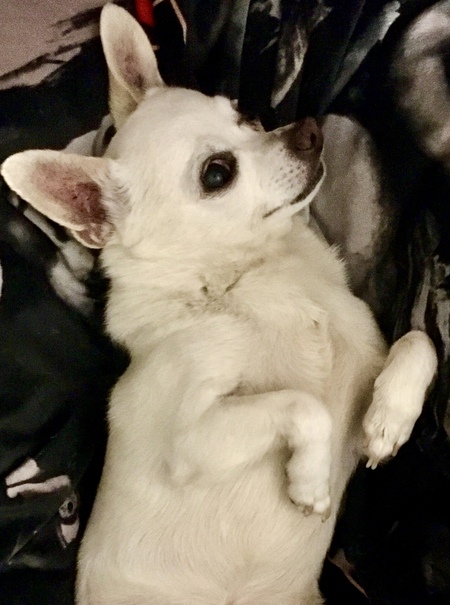 Entry image for Little Rocky. Clicking this image will show a larger photo