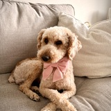 Entry image for Lola