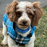 Entry image for Riley