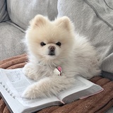 Entry image for Louie 