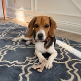 Entry image for Cooper