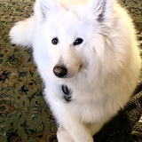 Entry image for Iris