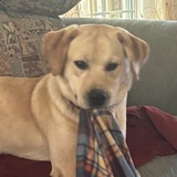 Entry image for Biscuit